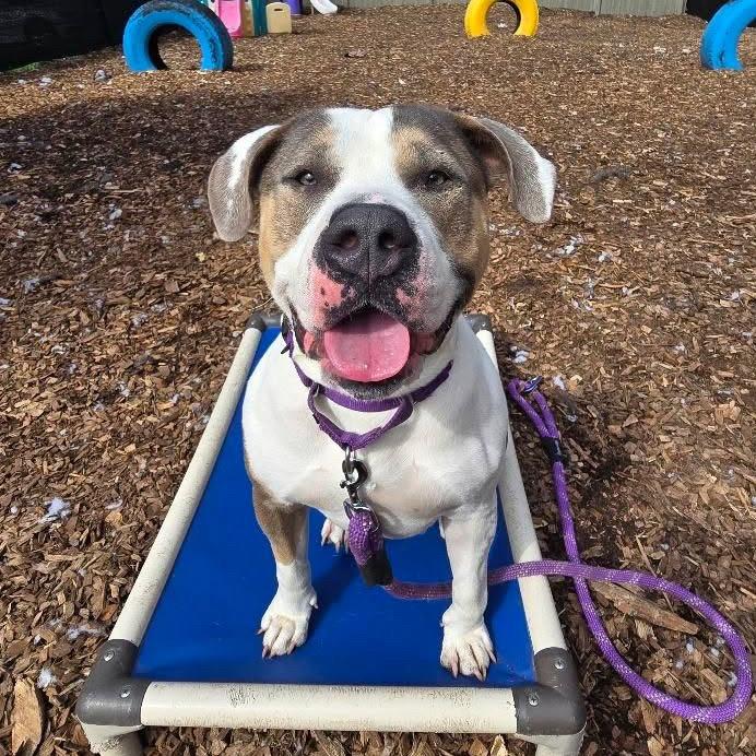 Enlarge Sunflower - My fee has been sponsored!, a Adoptable Pit Bull Terrier in Briarcliff Manor, NY image 1/5