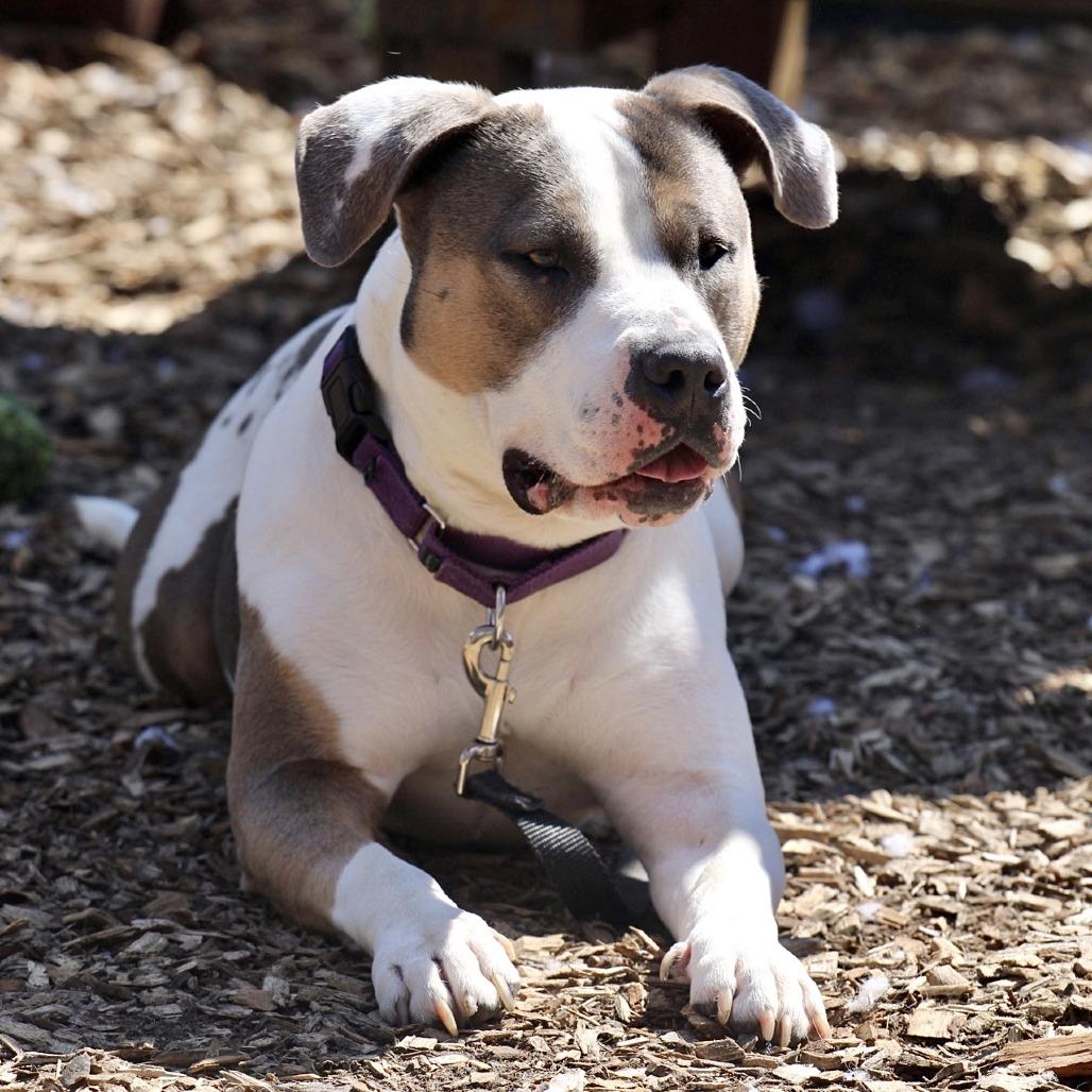 Enlarge Sunflower - My fee has been sponsored!, a Adoptable Pit Bull Terrier in Briarcliff Manor, NY image 2/5