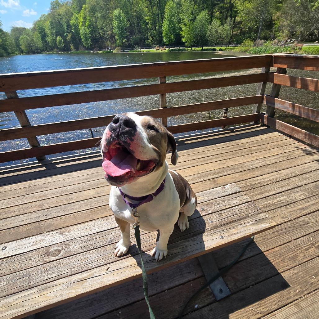 Enlarge Sunflower - My fee has been sponsored!, a Adoptable Pit Bull Terrier in Briarcliff Manor, NY image 3/6
