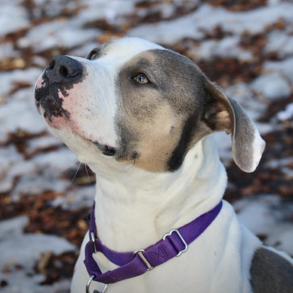Enlarge Sunflower - My fee has been sponsored!, a Adoptable Pit Bull Terrier in Briarcliff Manor, NY image 3/5