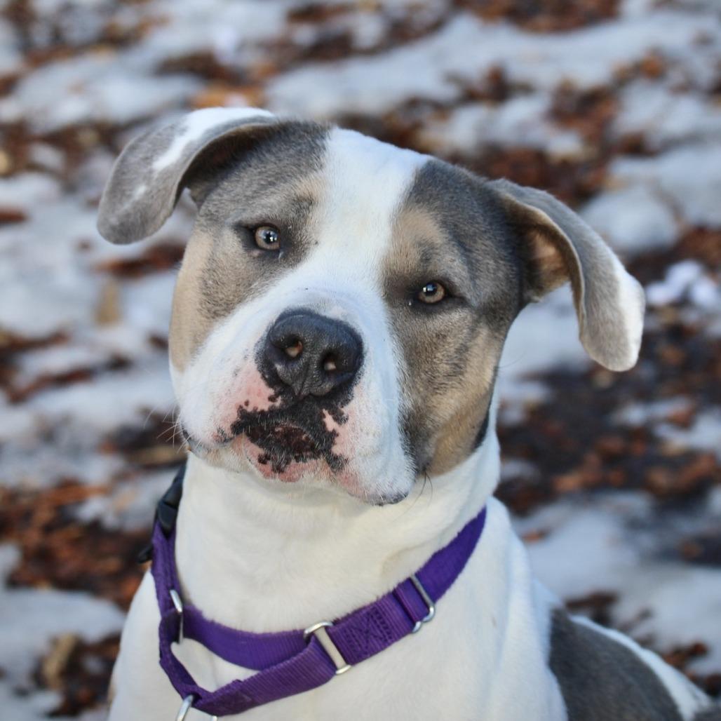 Enlarge Sunflower - My fee has been sponsored!, a Adoptable Pit Bull Terrier in Briarcliff Manor, NY image 4/5