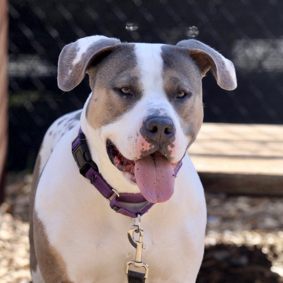 Enlarge Sunflower - My fee has been sponsored!, a Adoptable Pit Bull Terrier in Briarcliff Manor, NY image 5/5