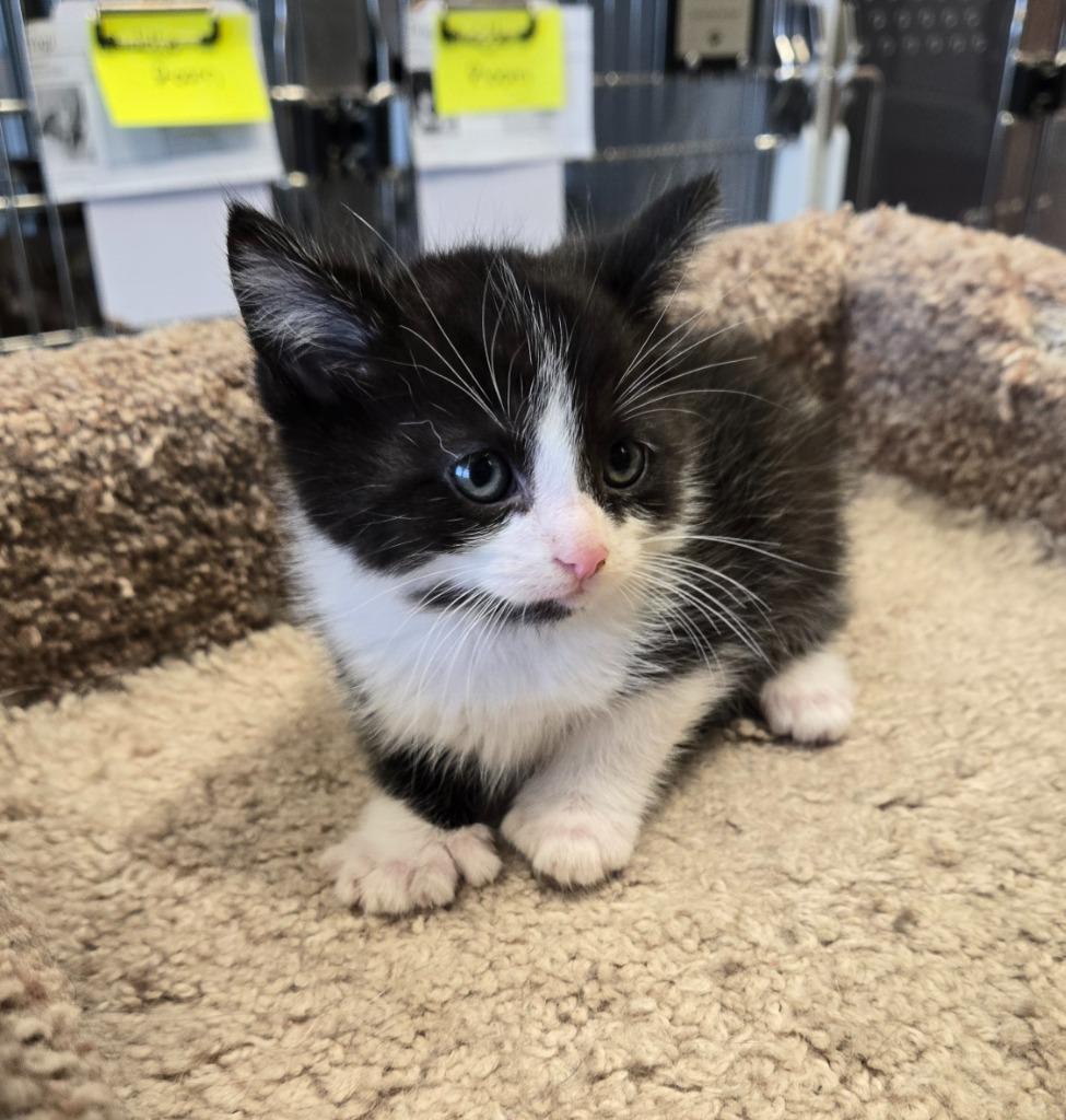 Enlarge Prince, a Adopted mixed breed in Sidney, OH image 1/1