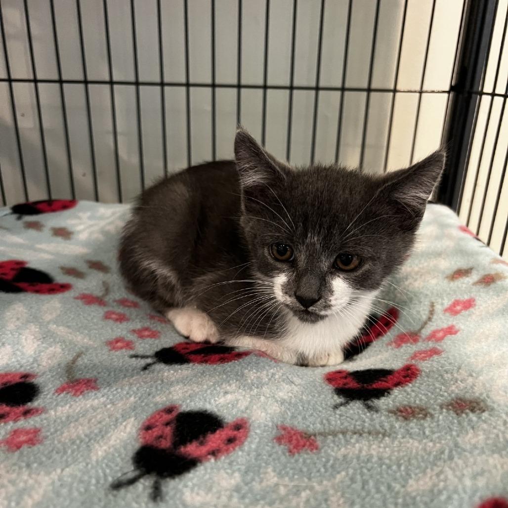 Floyd, Adoptable, Kitten Male Domestic Short Hair.