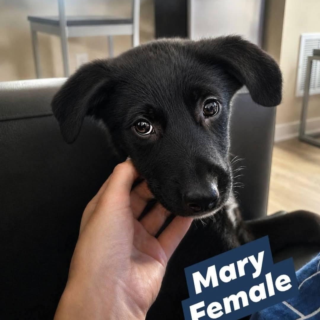 Mary, ADOPTABLE, Puppy Female German Shepherd Dog.