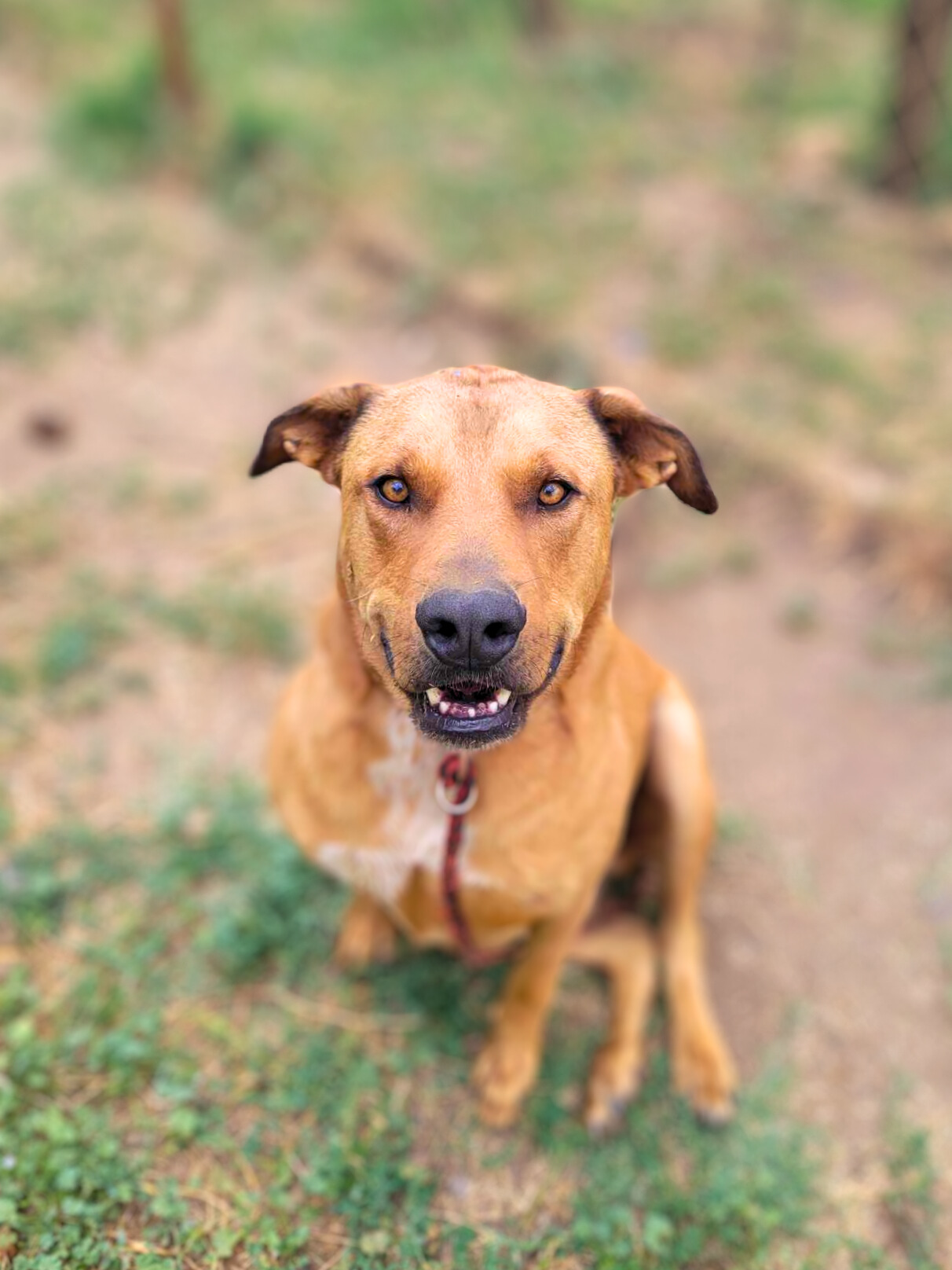 Enlarge Barrett, a Adoptable mixed breed in Temecula, CA image 5/5