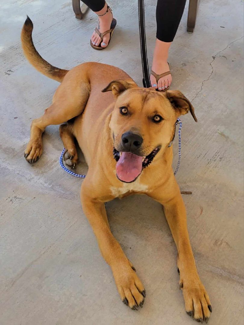 Enlarge Barrett, a Adoptable mixed breed in Temecula, CA image 2/5