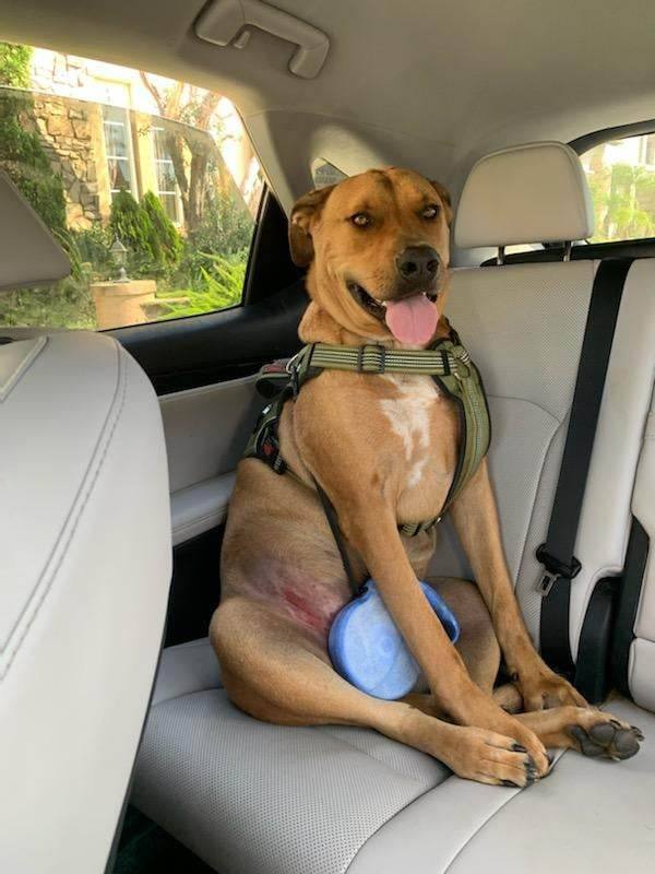 Enlarge Barrett, a Adoptable mixed breed in Temecula, CA image 3/5