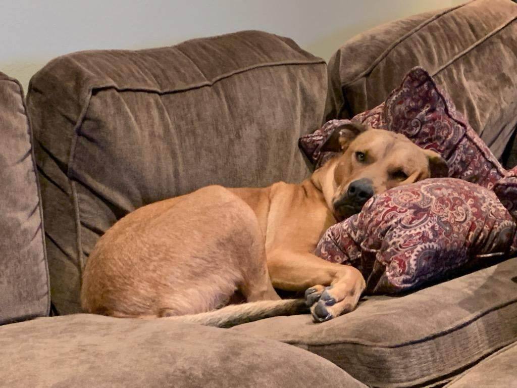 Enlarge Barrett, a Adoptable mixed breed in Temecula, CA image 4/5