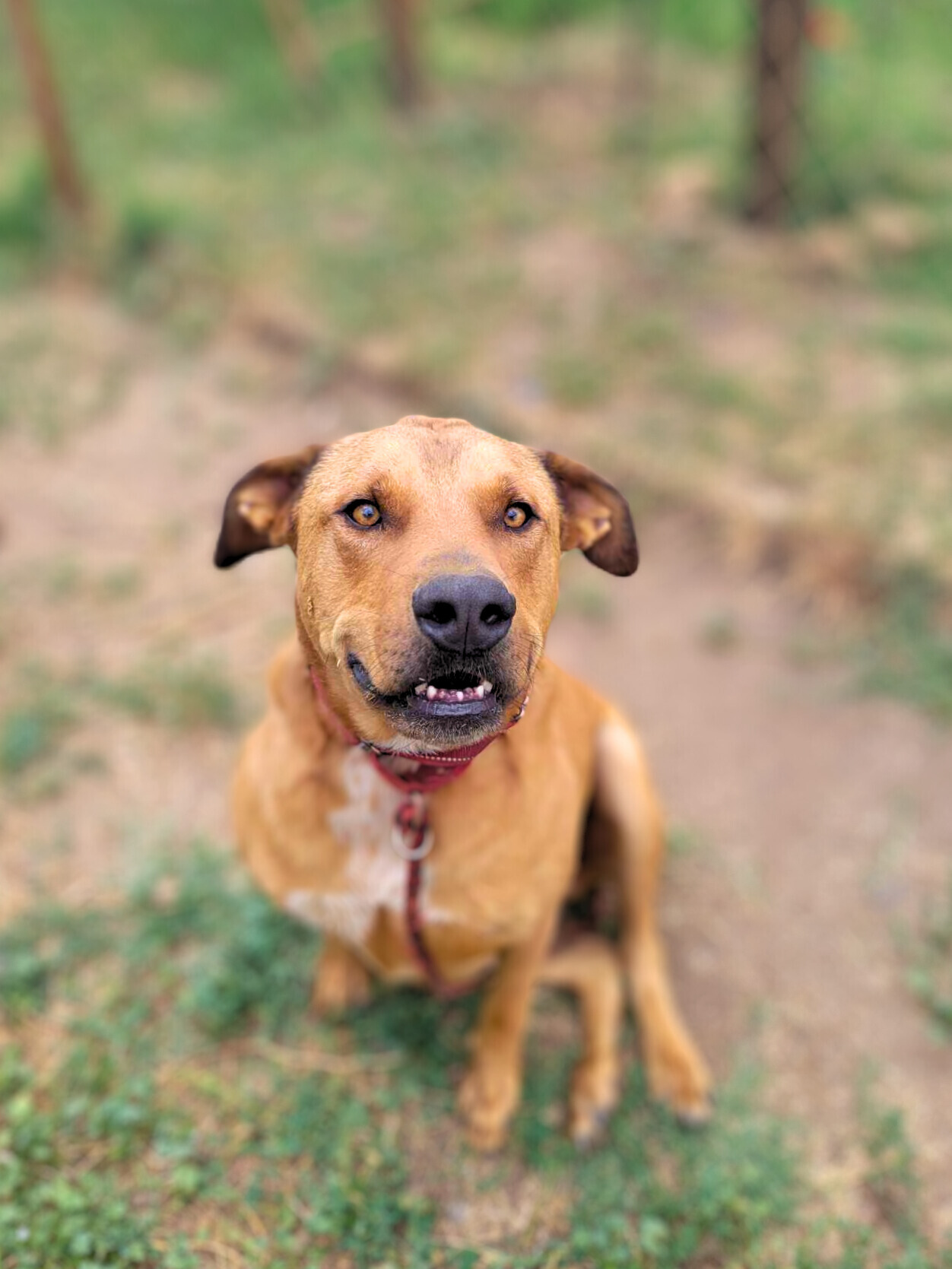 Enlarge Barrett, a Adoptable mixed breed in Temecula, CA image 1/5