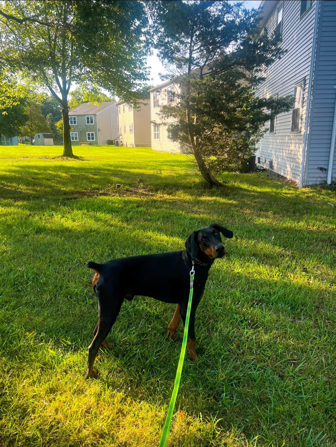 Marvin, a Adopted Doberman Pinscher in Glenmoore, PA image 1/4
