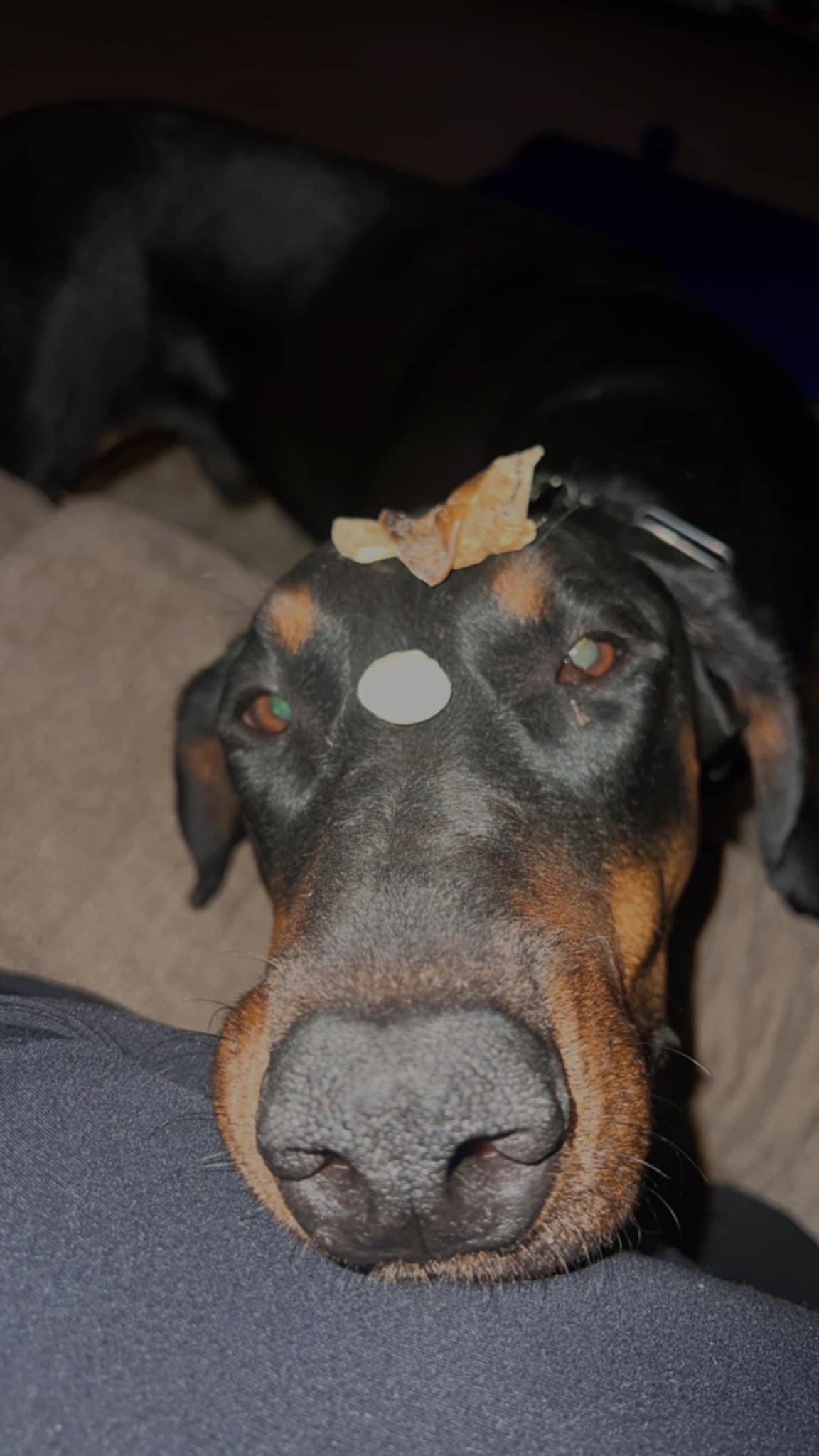 Marvin, a Adopted Doberman Pinscher in Glenmoore, PA image 2/4