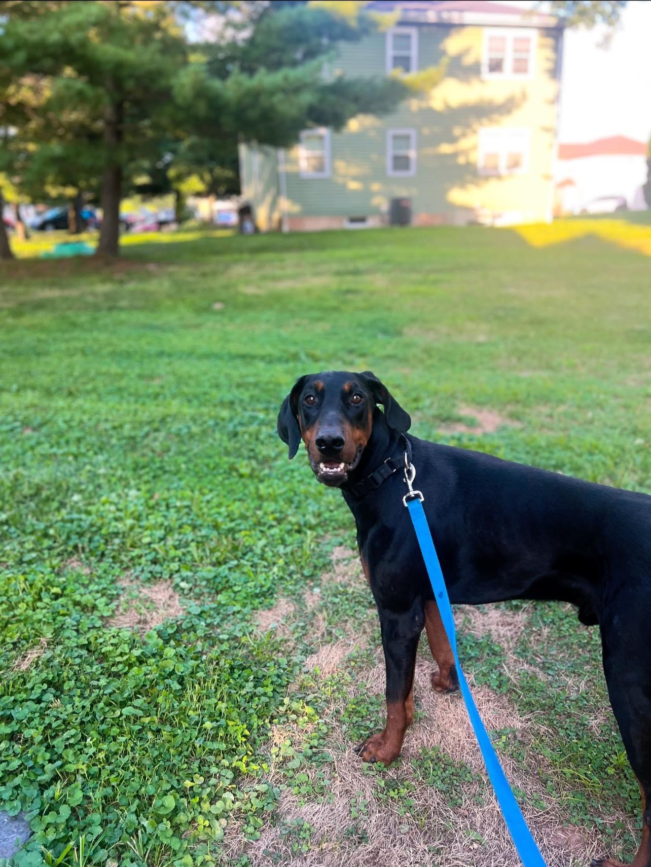 Marvin, a Adopted Doberman Pinscher in Glenmoore, PA image 3/4
