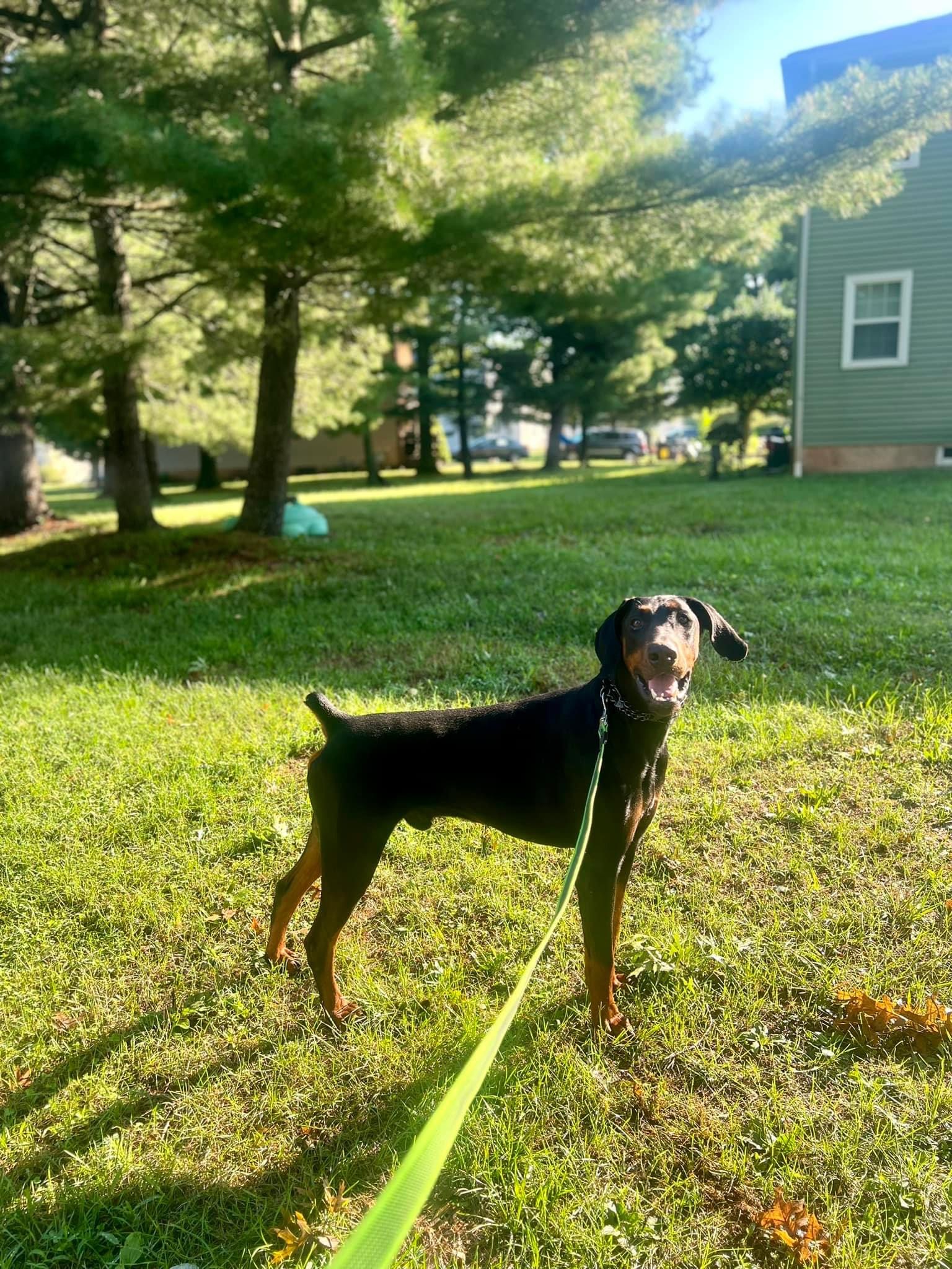 Marvin, a Adopted Doberman Pinscher in Glenmoore, PA image 4/4