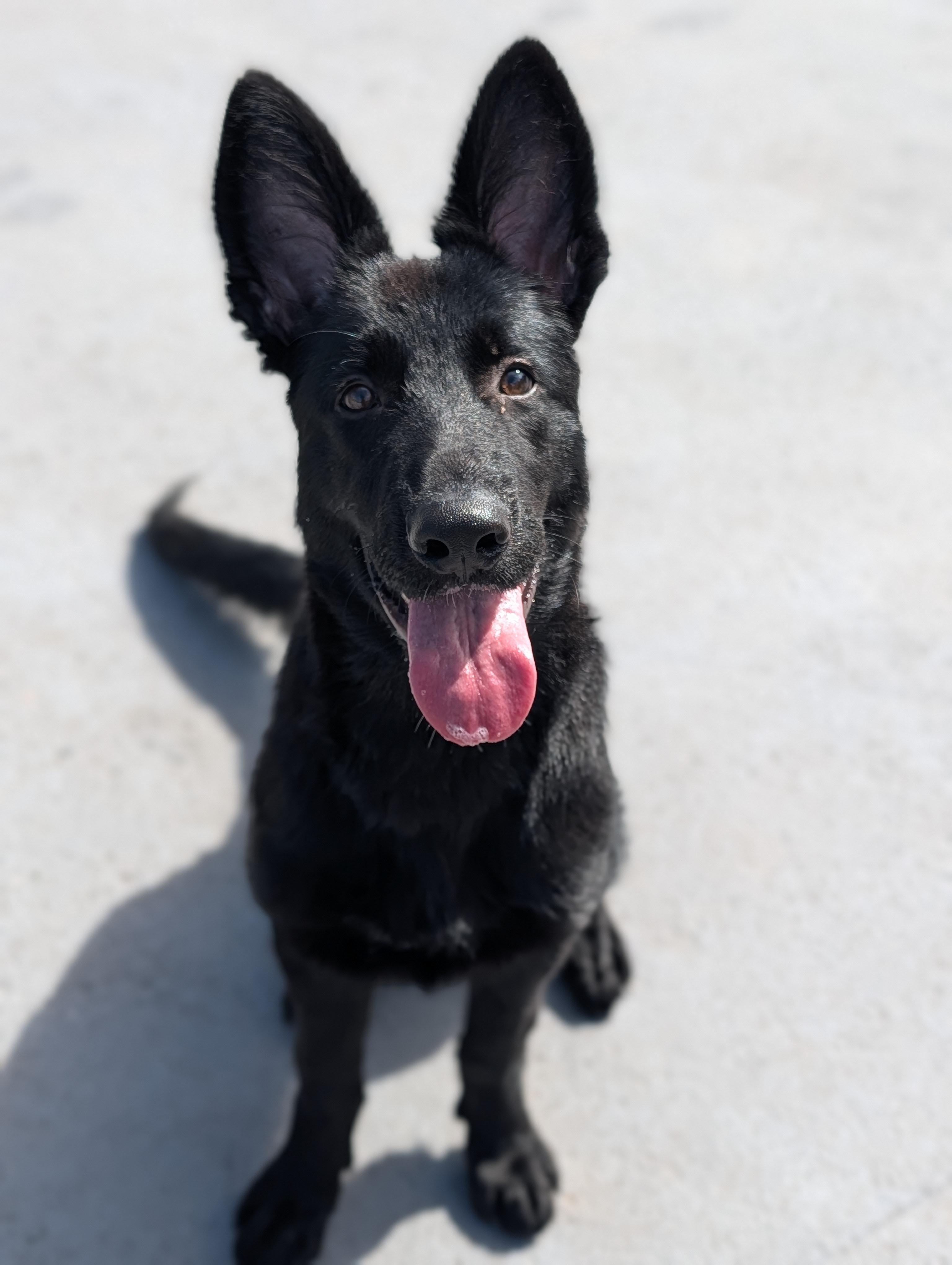 Pet Rinder Arlo - Adopted | Petfinder