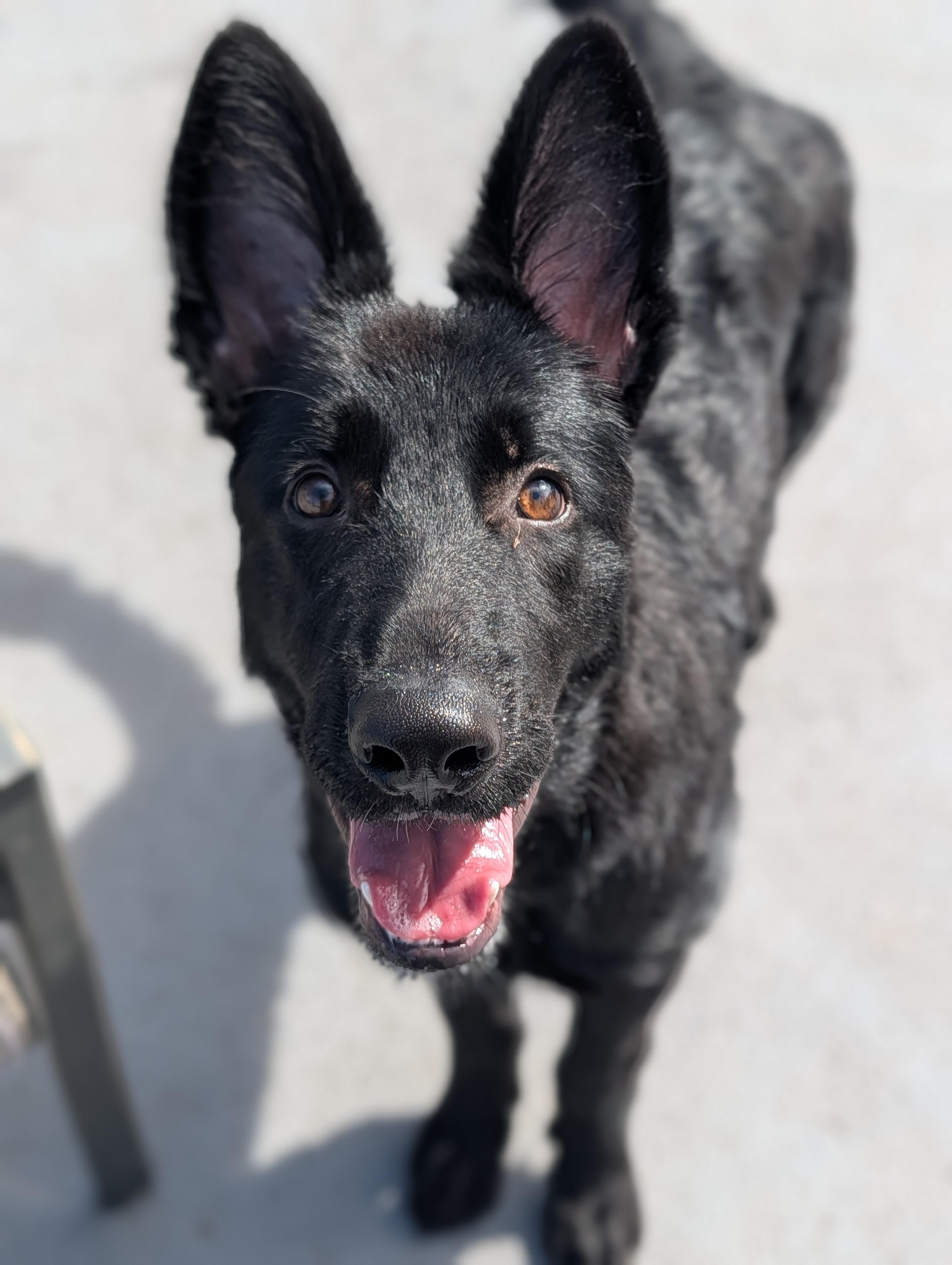 Enlarge Arlo, a Adopted mixed breed in Plainfield, NJ image 2/2