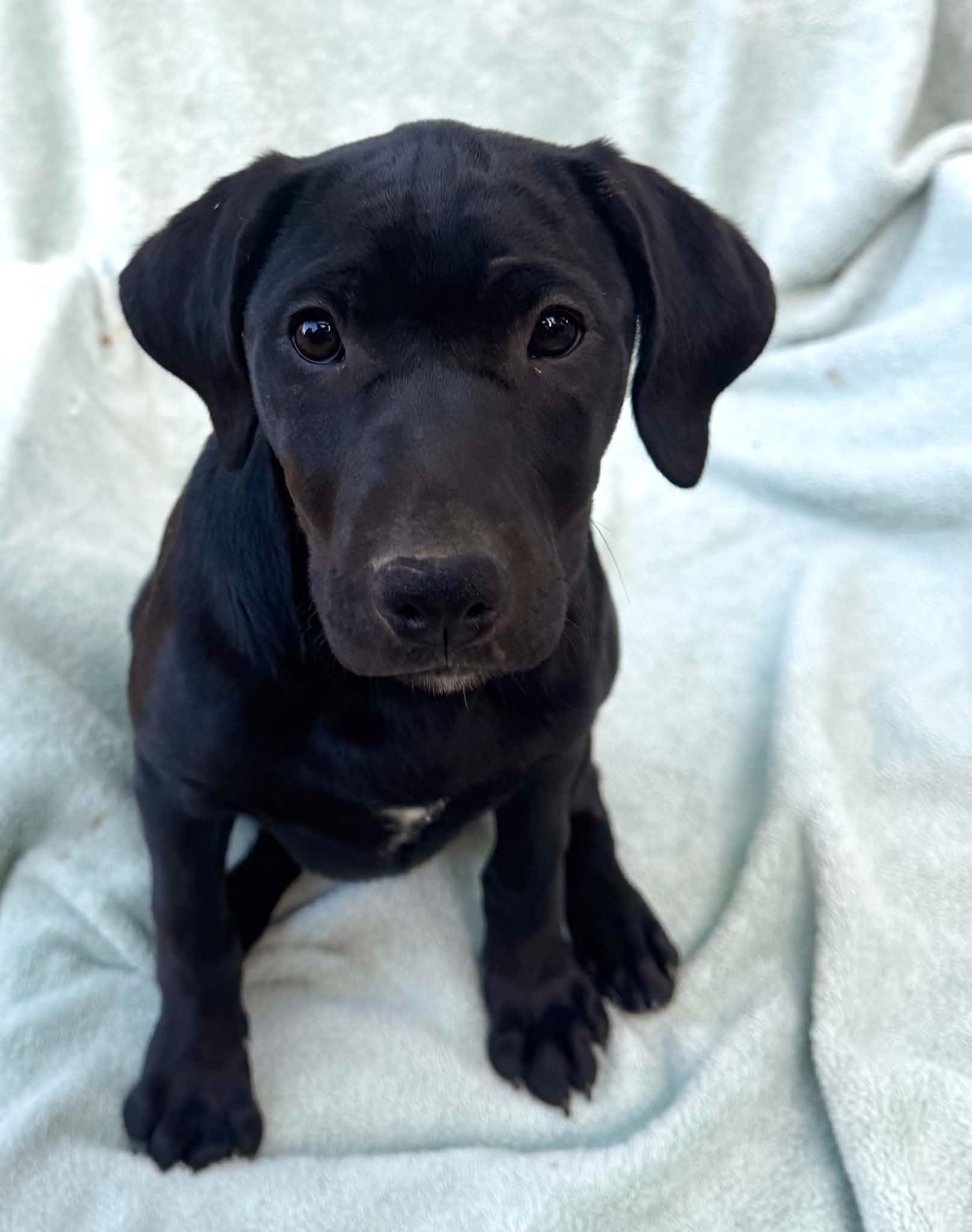 SharKiesha, an adopted Mixed Breed in Jarrettsville, MD image 3/3