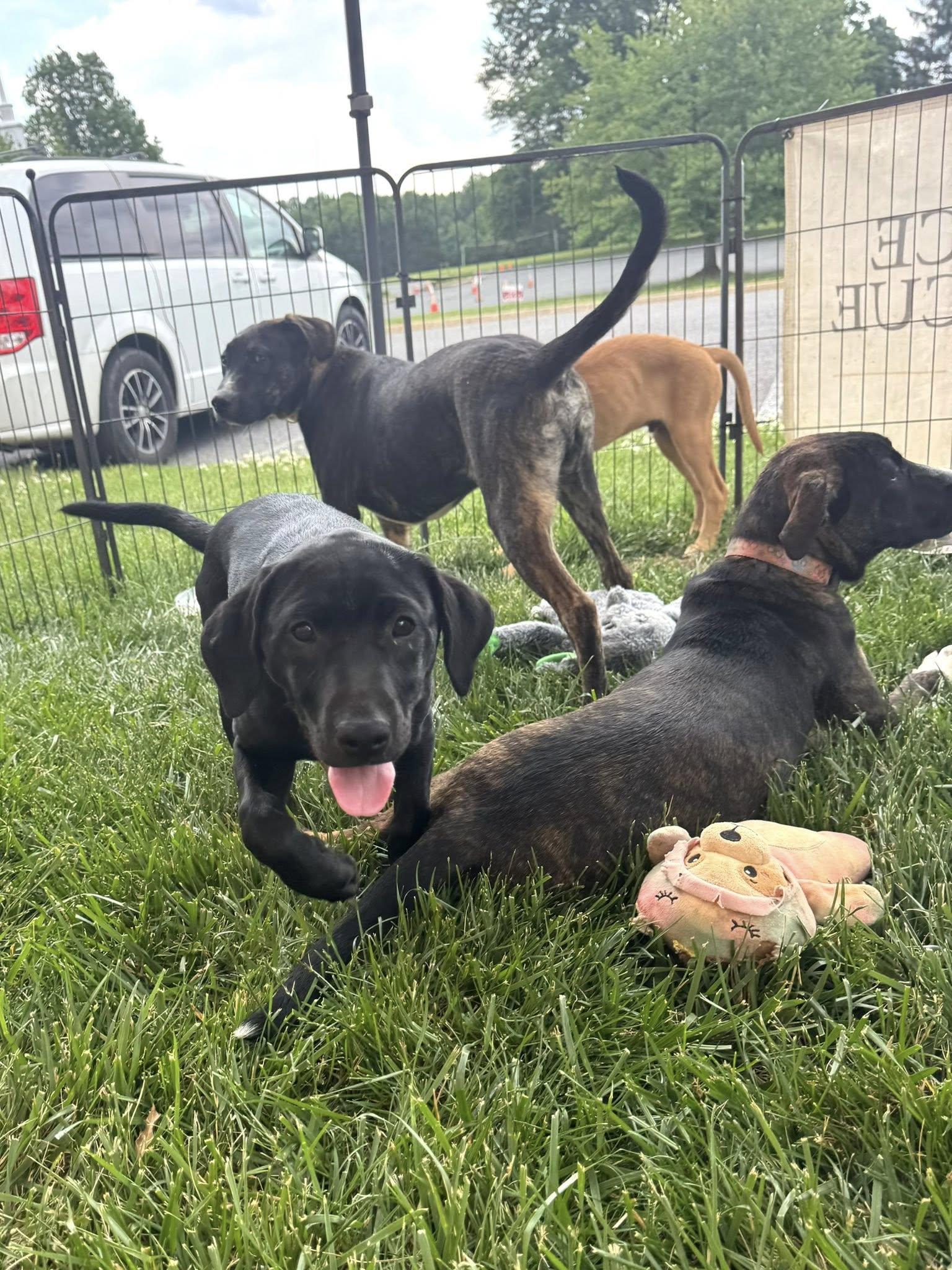 SharKiesha, an adopted Mixed Breed in Jarrettsville, MD image 2/3