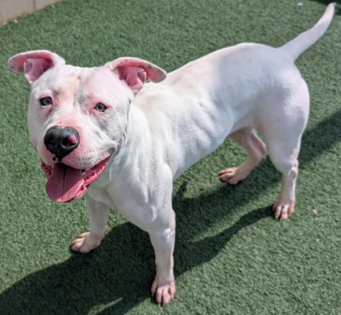 King - $75 Adoption Fee! Diamond Dog!, Adoptable, Adult Male Pit Bull Terrier & American Bulldog.