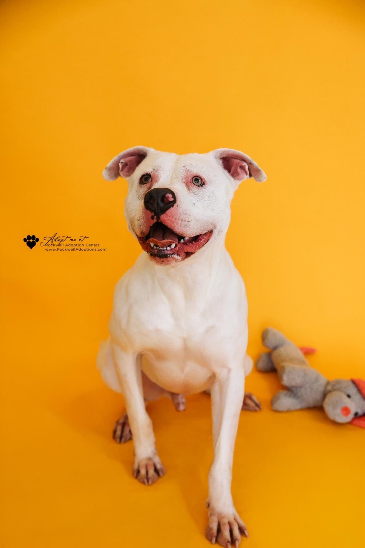 Enlarge King - $75 Adoption Fee!  Diamond Dog!, a Adoptable mixed breed in Rockwall, TX image 3/3