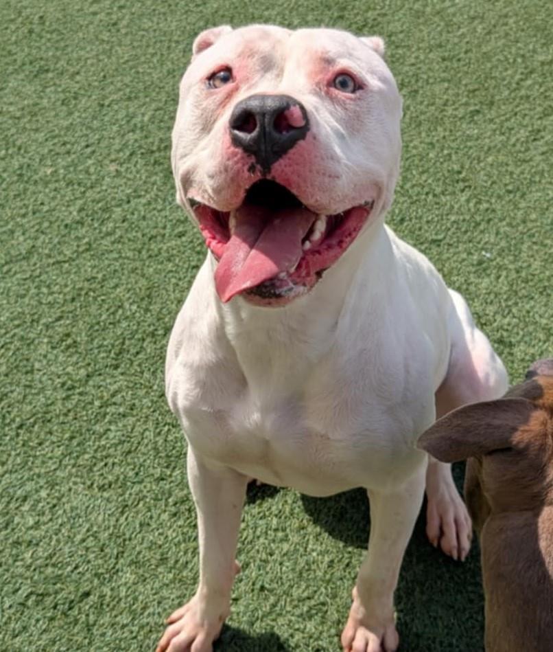 King - $75 Adoption Fee!  Diamond Dog!, Adoptable, Adult Male Pit Bull Terrier & American Bulldog.