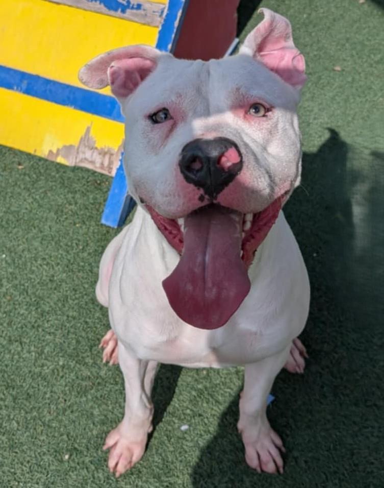 Enlarge King - $75 Adoption Fee!  Diamond Dog!, a Adoptable mixed breed in Rockwall, TX image 2/3