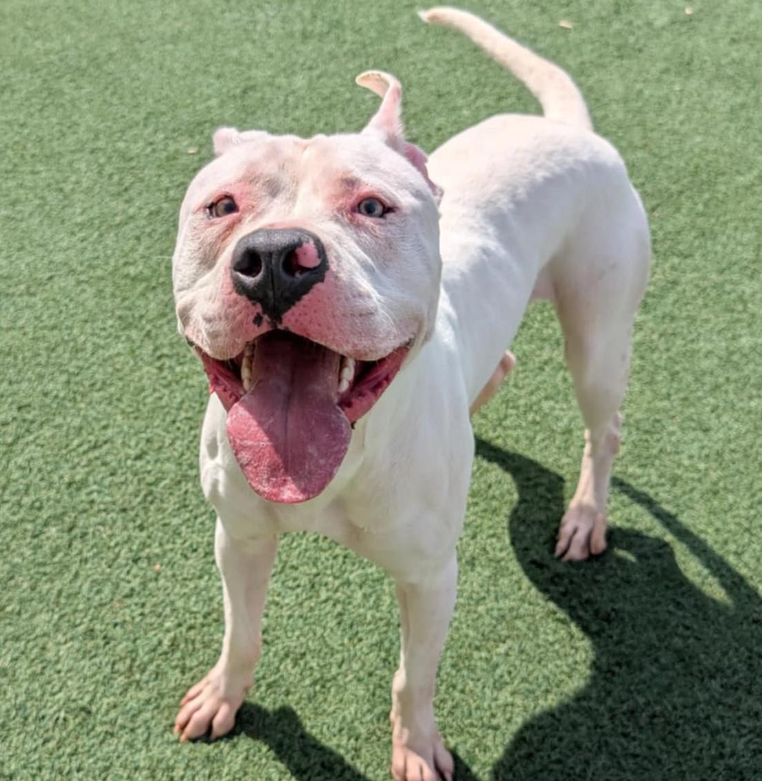 Enlarge King - $75 Adoption Fee!  Diamond Dog!, a Adoptable mixed breed in Rockwall, TX image 3/3