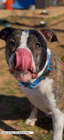 Juju, a ADOPTABLE mixed breed in Shasta Lake, CA image 2/3