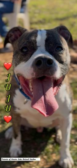 Juju, ADOPTABLE, Adult Male Boxer & Mixed Breed.