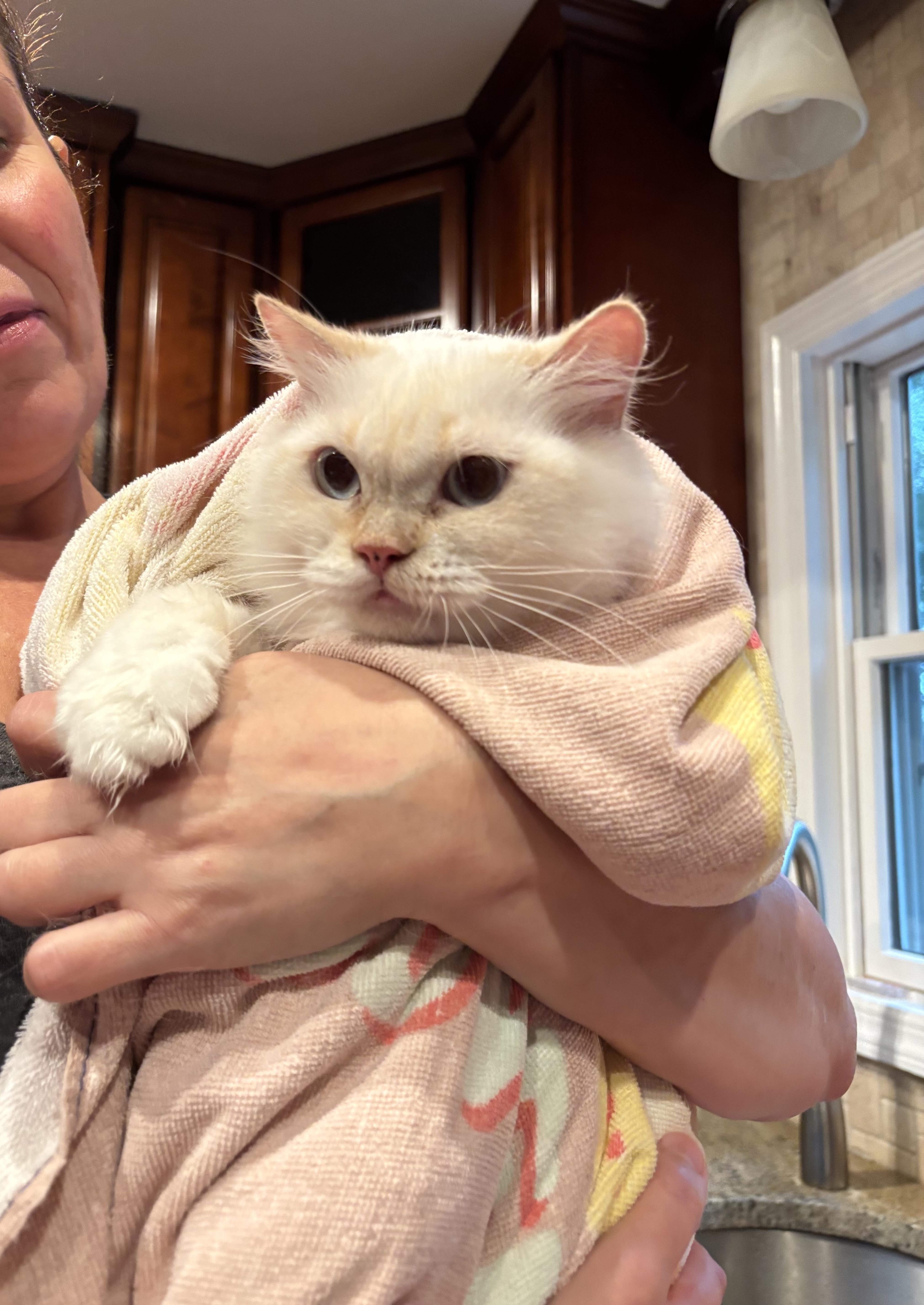 Loza!!!!, an adoptable Ragdoll, Siamese in Manalapan, NJ, 07726 | Photo Image 2