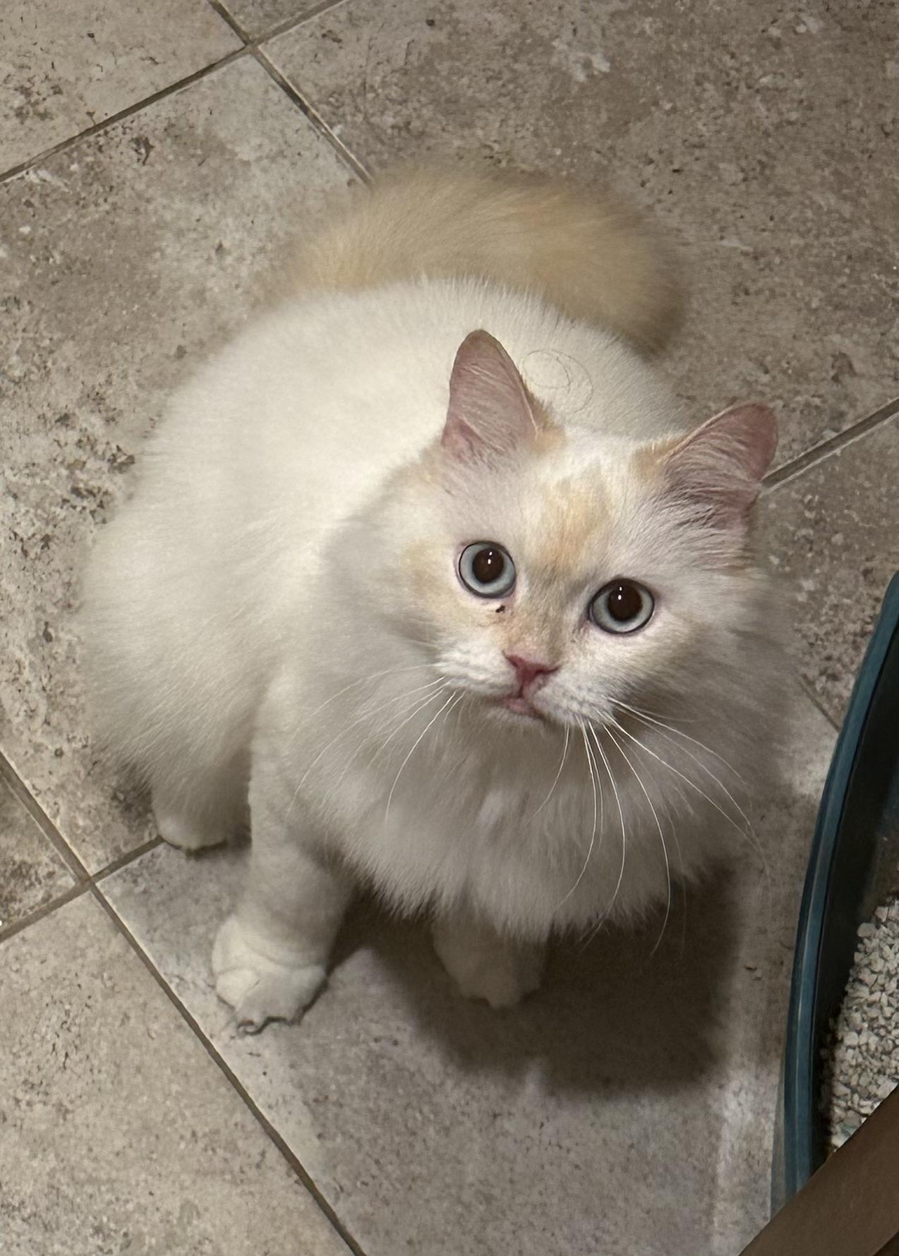 Loza!!!!, Adoptable, Adult Female Ragdoll & Siamese.