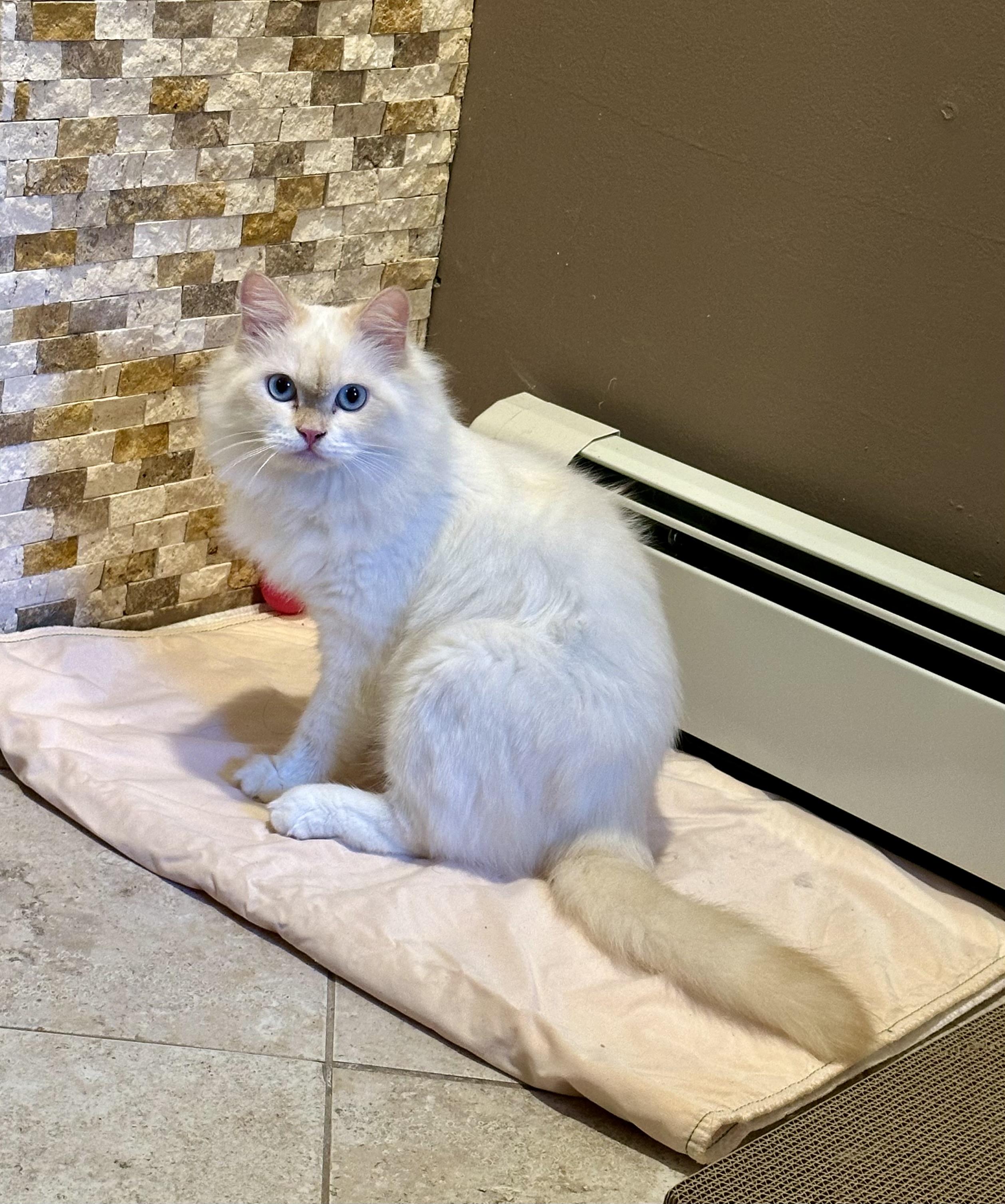 Loza!!!!, an adoptable Ragdoll, Siamese in Manalapan, NJ, 07726 | Photo Image 3