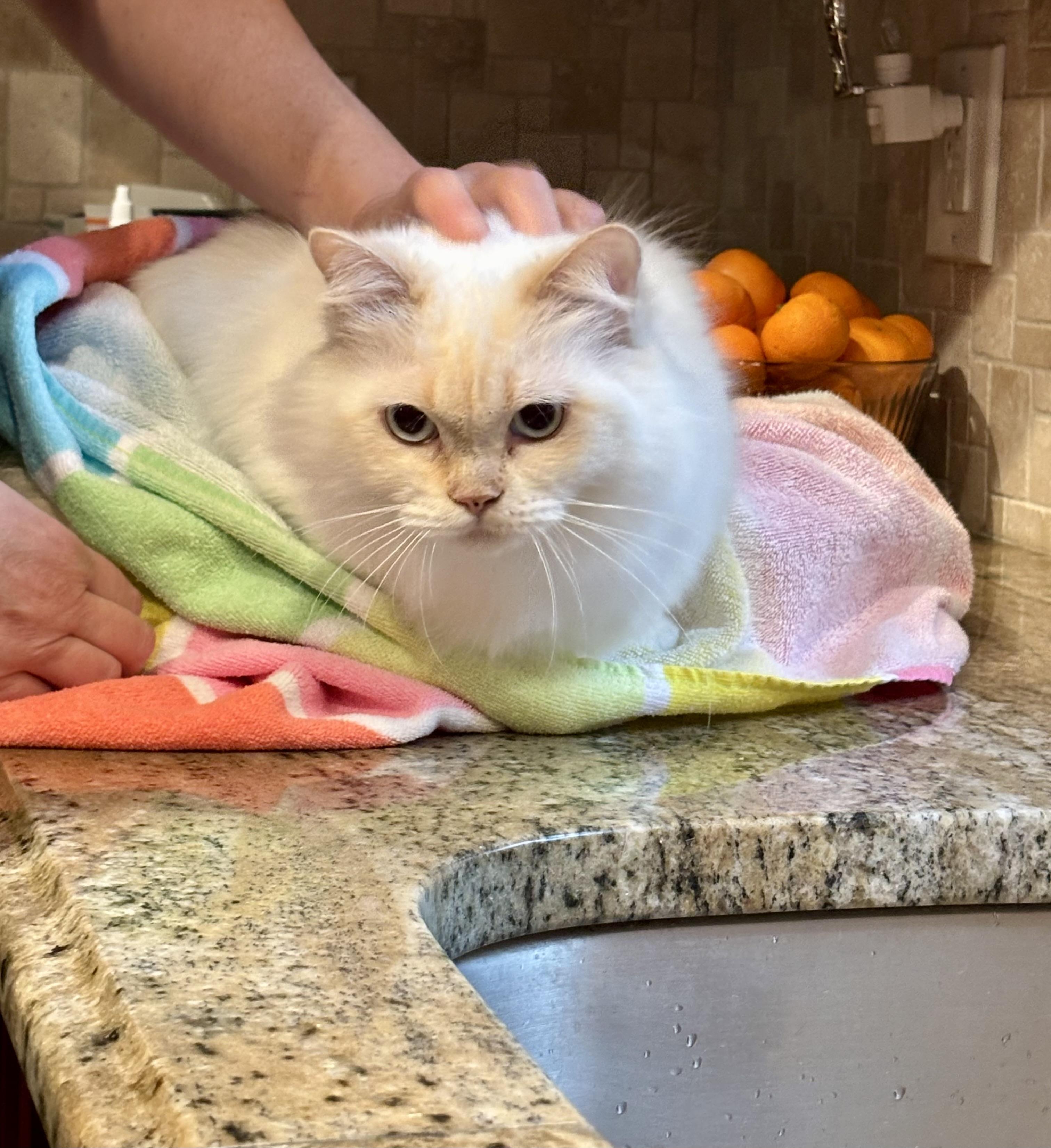 Loza!!!!, an adoptable Ragdoll, Siamese in Manalapan, NJ, 07726 | Photo Image 4