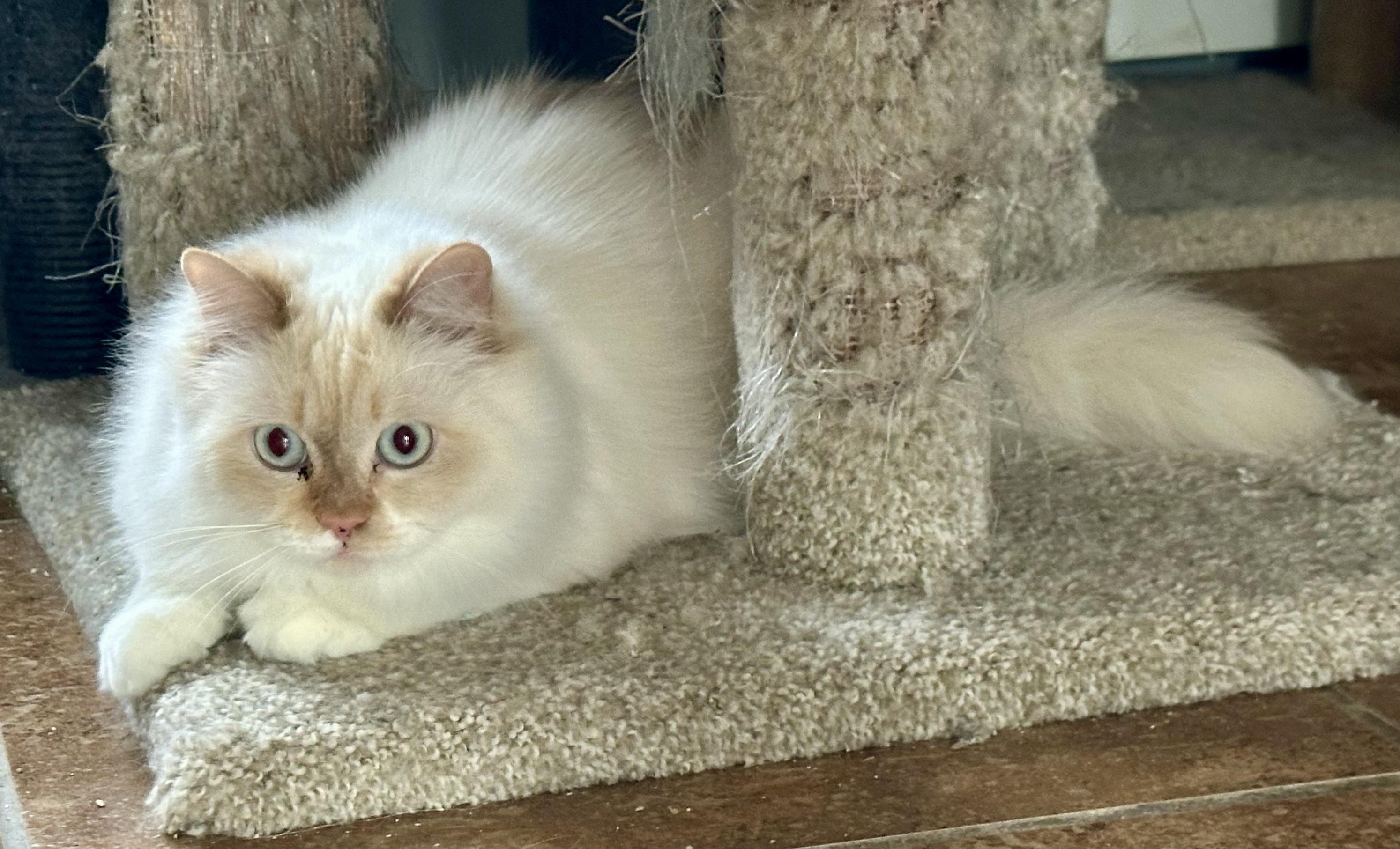 Loza!!!!, Adoptable, Adult Female Ragdoll & Siamese.