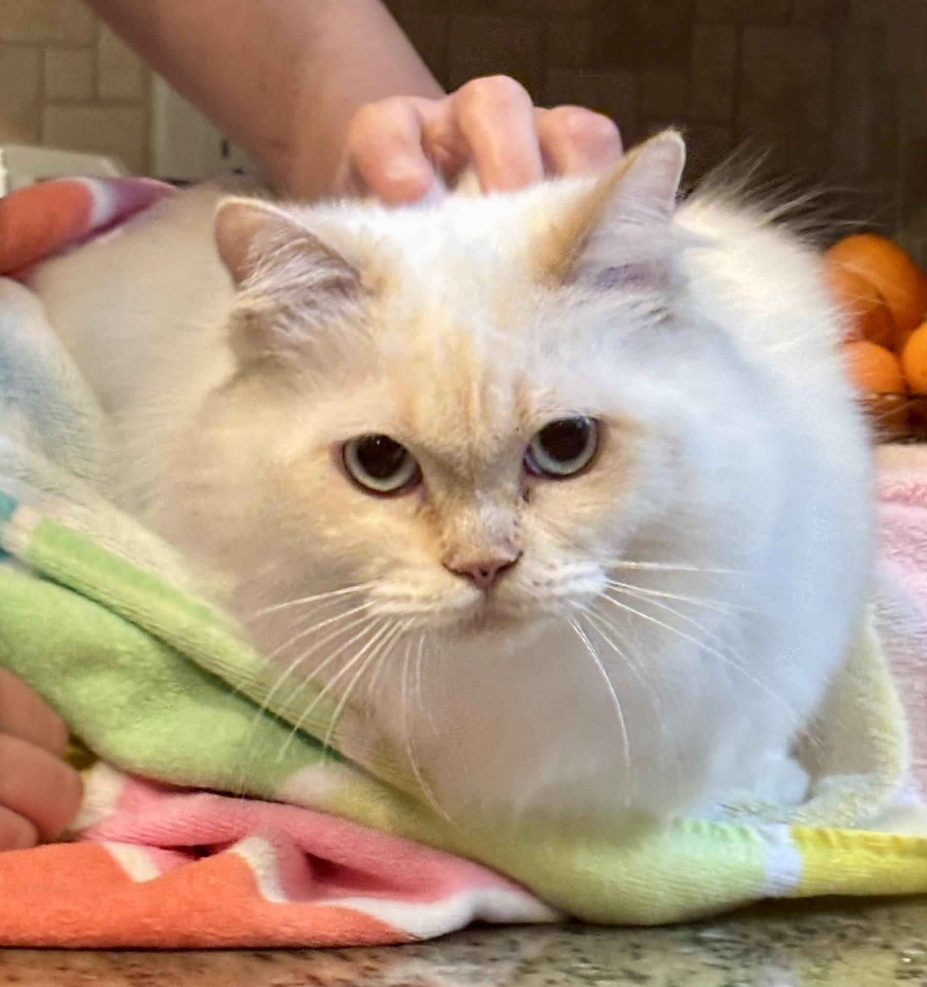 Loza!!!!, an adoptable Ragdoll, Siamese in Manalapan, NJ, 07726 | Photo Image 5