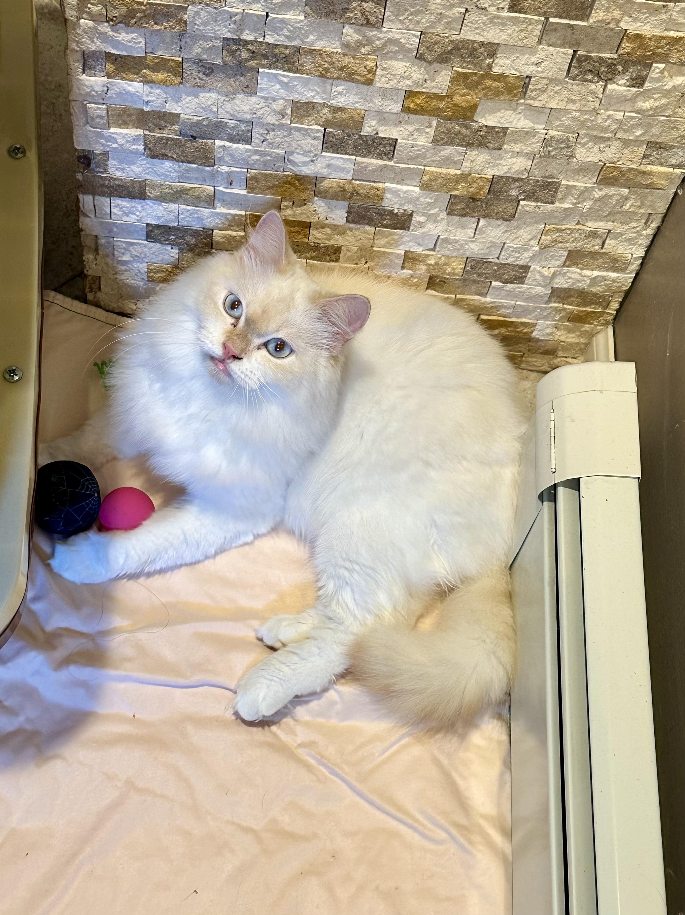 Loza!!!!, an adoptable Ragdoll, Siamese in Manalapan, NJ, 07726 | Photo Image 6