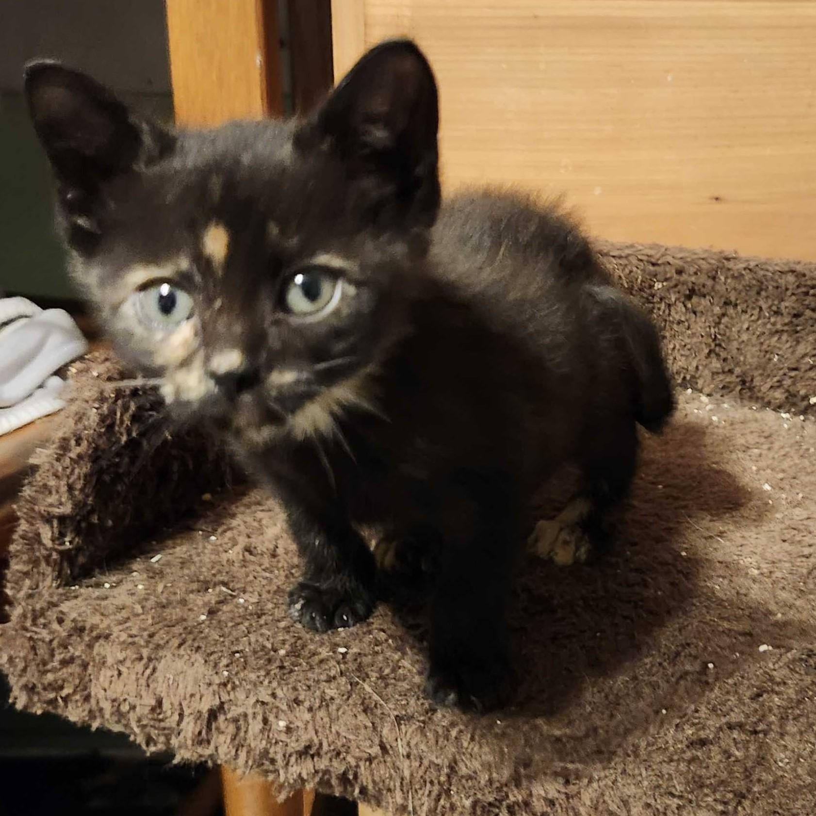 Enlarge Harriet, a Adoptable Tabby in Piscataway, NJ image 2/4