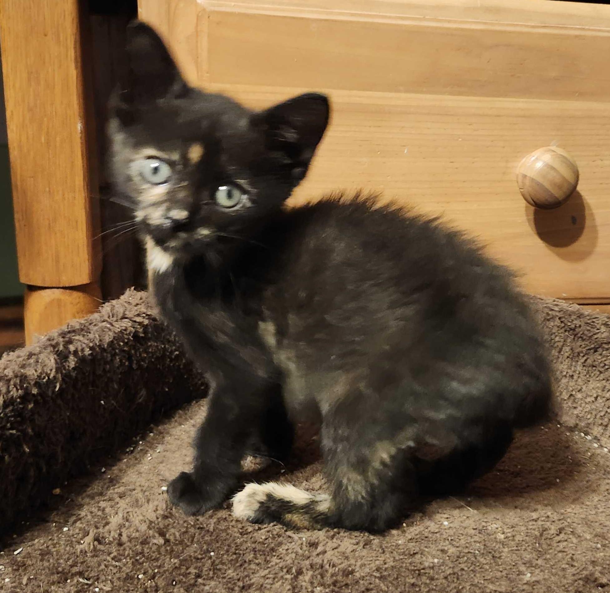 Enlarge Harriet, a Adoptable Tabby in Piscataway, NJ image 3/4