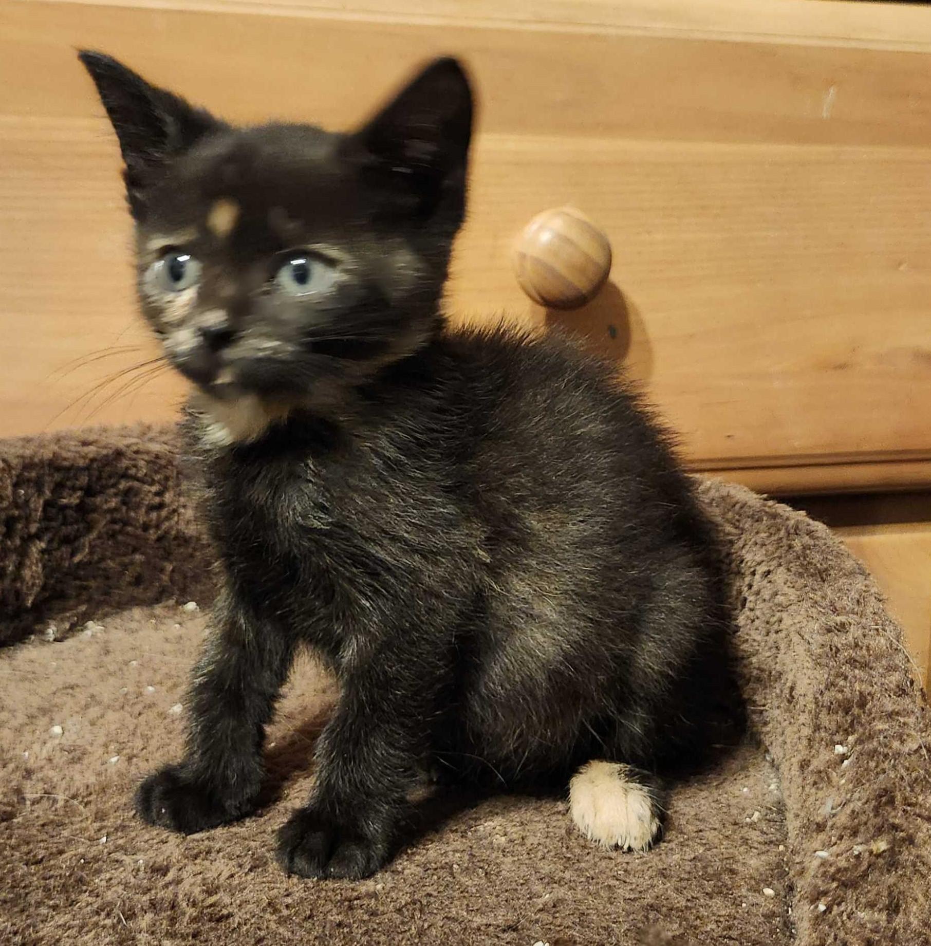 Enlarge Harriet, a Adoptable Tabby in Piscataway, NJ image 4/4