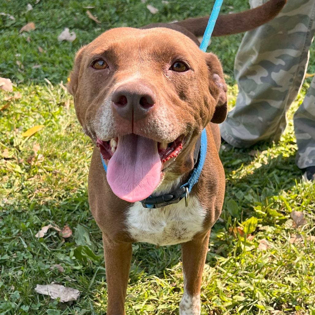 Jamie, Adoptable, Adult Female Mixed Breed.