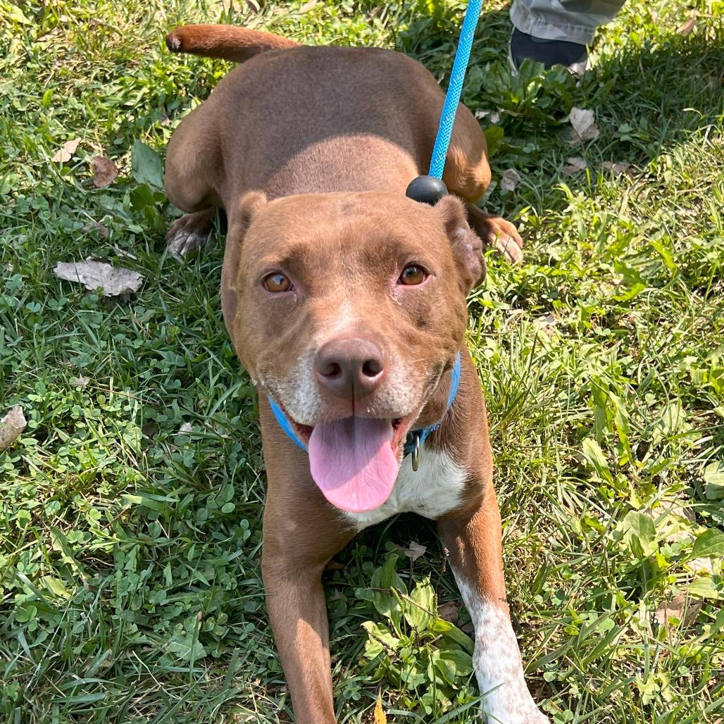 Jamie, a Adoptable Mixed Breed in Warrensburg, MO image 1/6