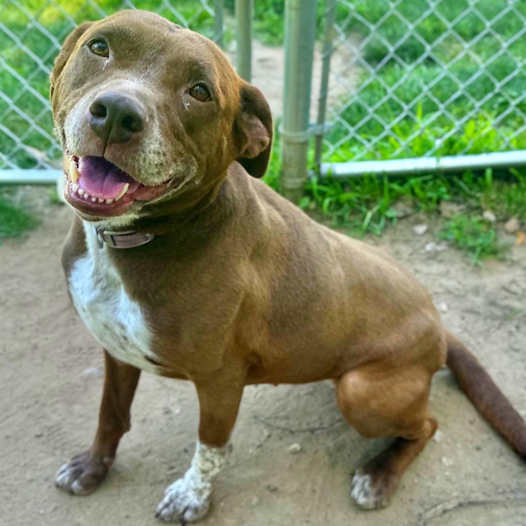 Enlarge Jamie, a Adoptable Mixed Breed in Warrensburg, MO image 4/6