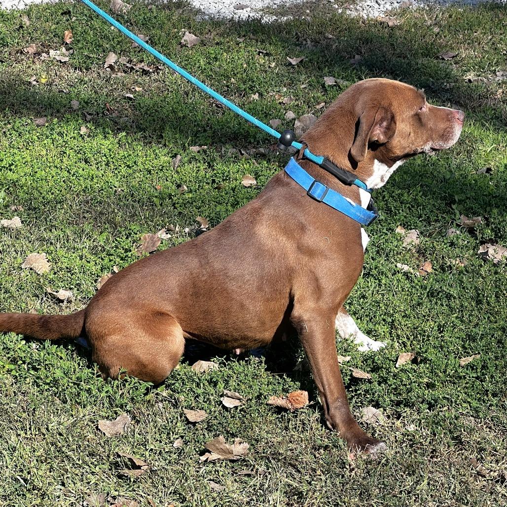 Enlarge Jamie, a Adoptable Mixed Breed in Warrensburg, MO image 4/6
