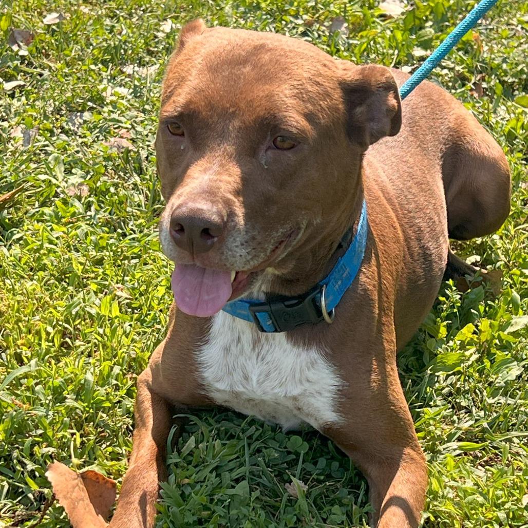 Jamie, a Adoptable Mixed Breed in Warrensburg, MO image 4/6