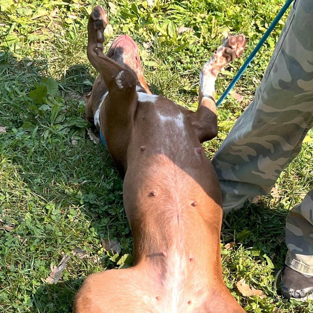 Enlarge Jamie, a Adoptable Mixed Breed in Warrensburg, MO image 5/6