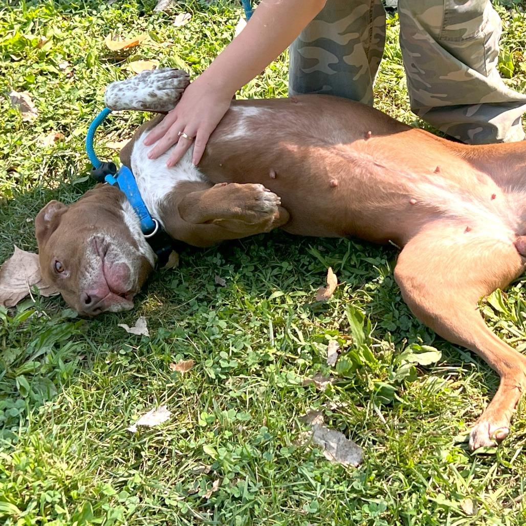 Enlarge Jamie, a Adoptable Mixed Breed in Warrensburg, MO image 6/6