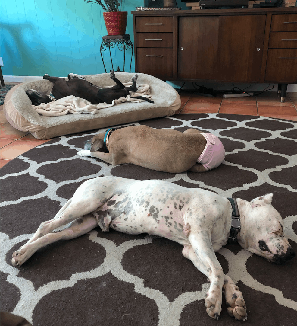 Snowy, Adopted, Senior Male American Staffordshire Terrier.