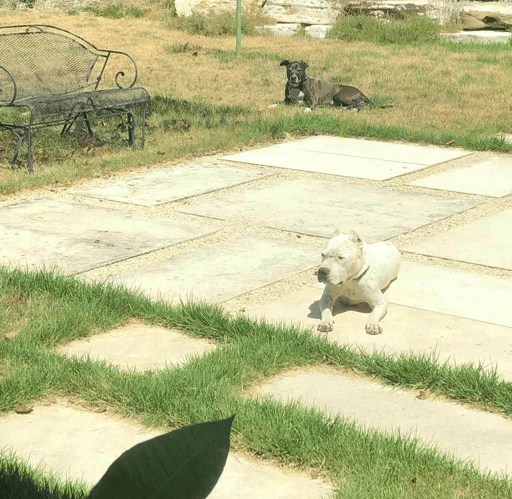 Enlarge Snowy, a Adopted American Staffordshire Terrier in Austin, TX image 2/6