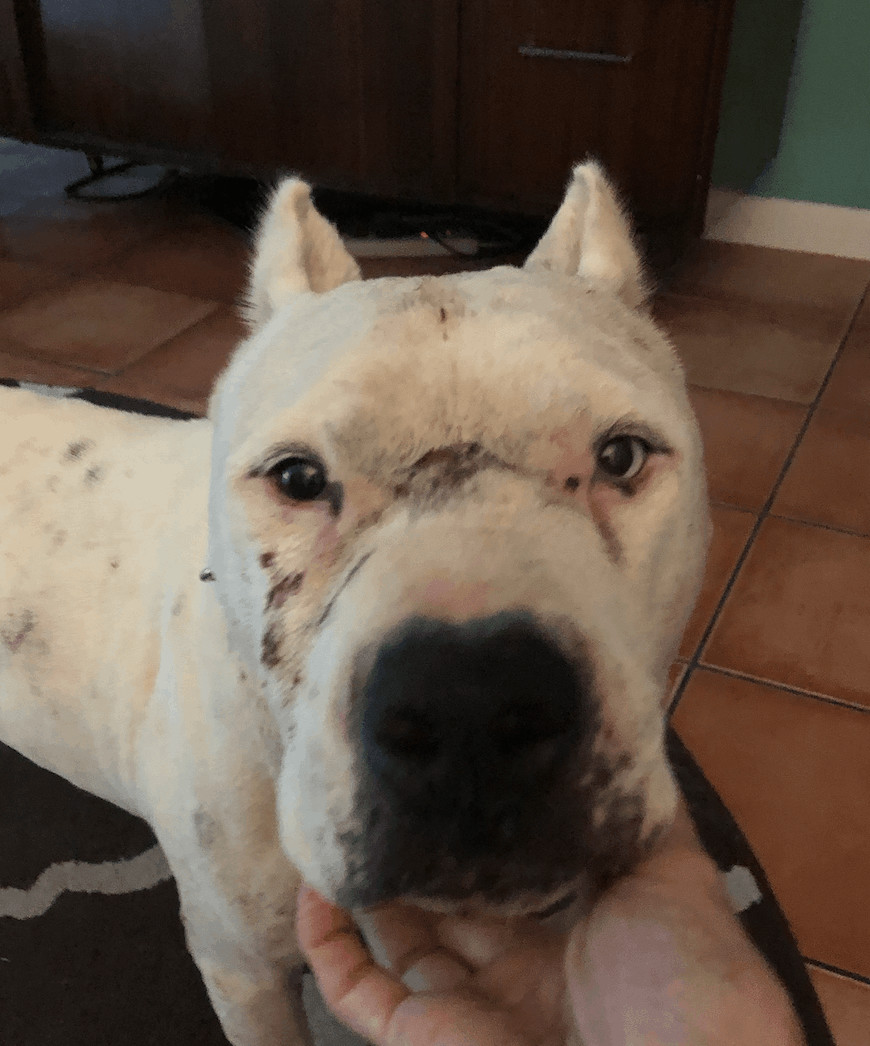 Snowy, Adopted, Senior Male American Staffordshire Terrier.
