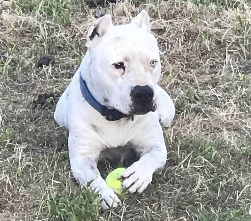 Snowy, Adopted, Senior Male American Staffordshire Terrier.